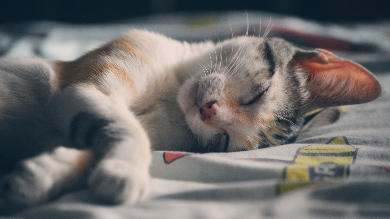 vlazne maramice za negu ljubimaca